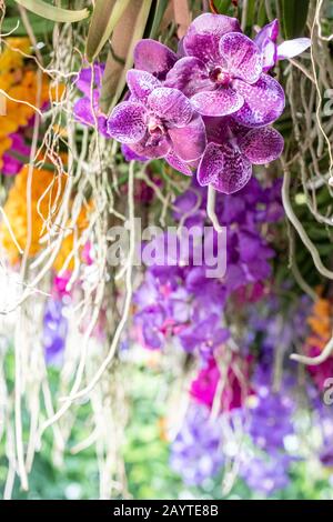 Orchids on display as part of the Kew Gardens orchid festival. Stock Photo
