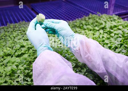 Close up of female hands holding green leaf over sprouts tray in nursery greenhouse, copy space Stock Photo