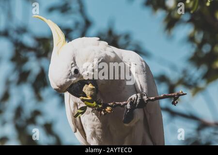 sulphur-crested cockatoo eating fruits from a tree shot with telephoto lens on a sunny day in Tasmania, Australia Stock Photo