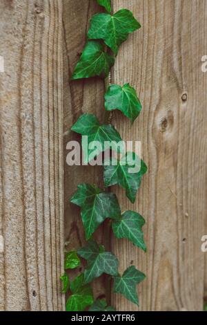 green ivy climber plant growing on wooden fence shot under naturl light outdoor Stock Photo