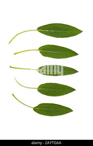 Collection of sage leaves isolated over white background Stock Photo