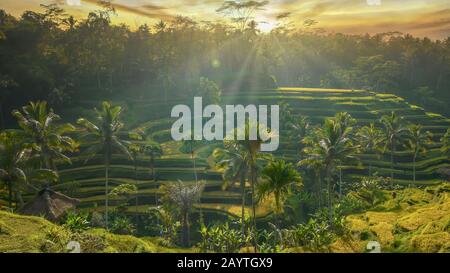 Road view of a beautiful sunrise over terraced rice paddies, with sunbeams adding golden glow to the backlit tropical landscape. Near Ubud, Bali. Stock Photo