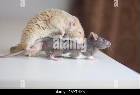 Rats together. Family of rats together. furry friends Stock Photo