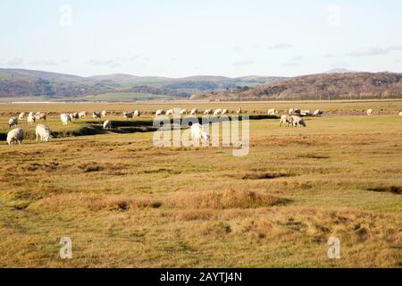 Sheep grazing Marshland Sand Gate near the village of Flookborough  the shore of Morecambe Bay on a winter day the South Lakes Cumbria England Stock Photo
