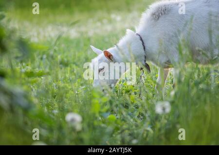 Portrait of white adult goat grassing on meadow field. Goat on the green meadow close. Stock Photo