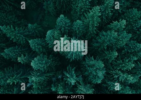 Pine tree tops seen from a drone Stock Photo