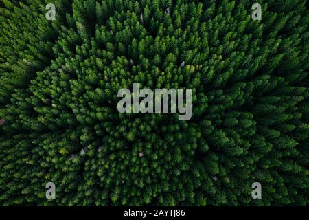 Pine tree tops seen from a drone Stock Photo