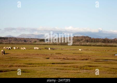 Sheep grazing Marshland Sand Gate near the village of Flookborough  the shore of Morecambe Bay on a winter day the South Lakes Cumbria England Stock Photo