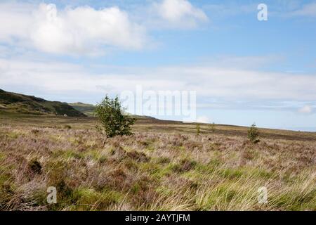 Rowan Tree by footpath in the valley of the Afon Porth-Llewyd Conwy Valley Snowdonia North Wales Stock Photo