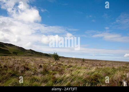 Rowan Tree by footpath in the valley of the Afon Porth-Llewyd Conwy Valley Snowdonia North Wales Stock Photo