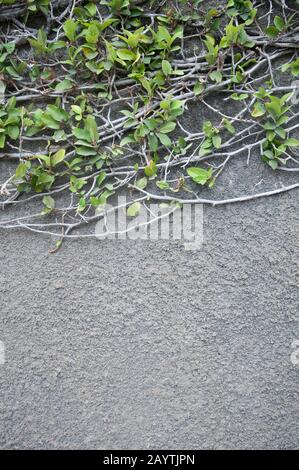 Green leaves sprouting from spindly vines clinging to a textured gray wall background Stock Photo