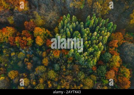 Colorful trees of autumn seen from a drone. Trees planted in the shape of a heart. Stock Photo