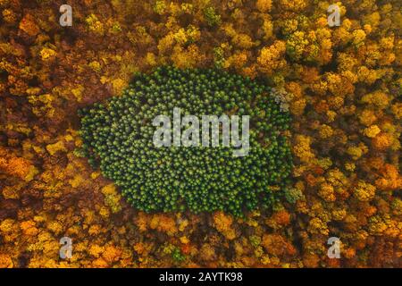 Colorful trees of autumn seen from a drone. Trees planted in the shape of a circle. Stock Photo