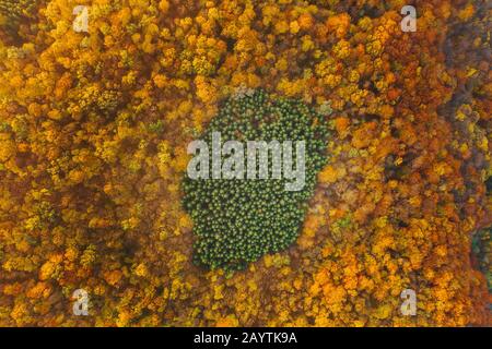Colorful trees of autumn seen from a drone. Trees planted in the shape of a circle. Stock Photo