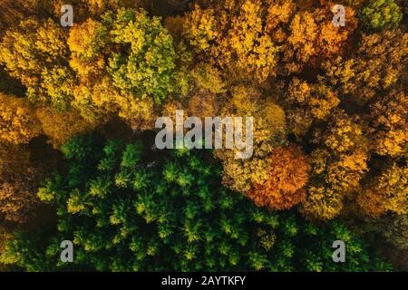 Colorful trees of autumn seen from a drone. Stock Photo