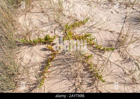 Carpobrotus plant growing in the sand. Coastal ecosystem environment nature background Stock Photo