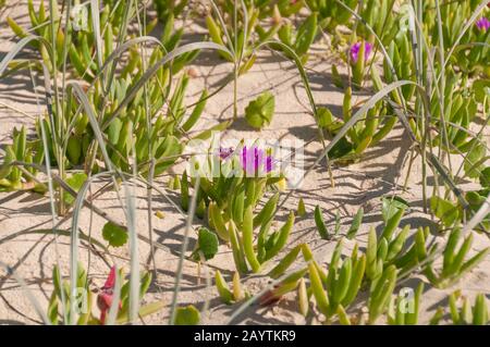 Flowering Carpobrotus rossii or pigface plant. Coastal vegetation nature background Stock Photo