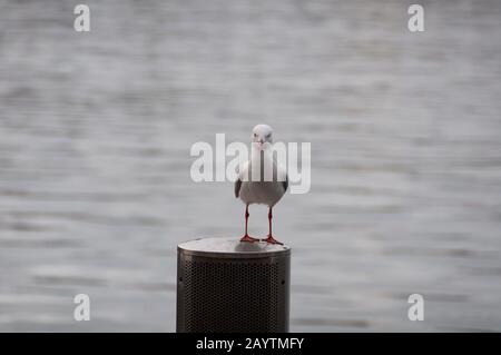 Seagull bird sitting on a wooden pole with water surface texture on the background. Silver gull, pacific larus bird background Stock Photo