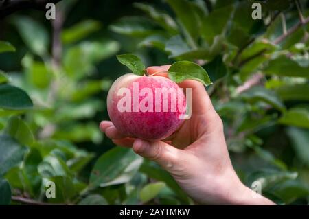 Hand holding fresh ripe apple from the tree with green branches on the background. Picking apples from the tree in the fruit garden, orchard Stock Photo