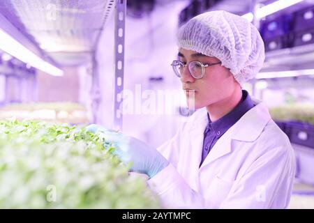 Portrait of Asian young man examining plants while working in nursery greenhouse, copy space Stock Photo