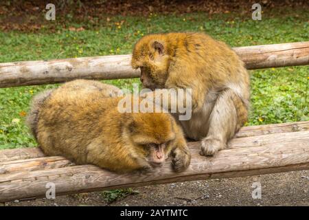 Barbary Macaque in very nice colors and beautiful eyes, Baby macaque Stock Photo
