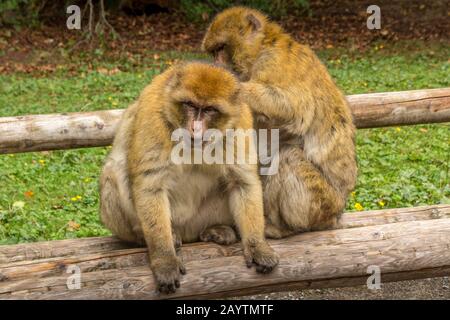 Barbary Macaque in very nice colors and beautiful eyes, Baby macaque Stock Photo