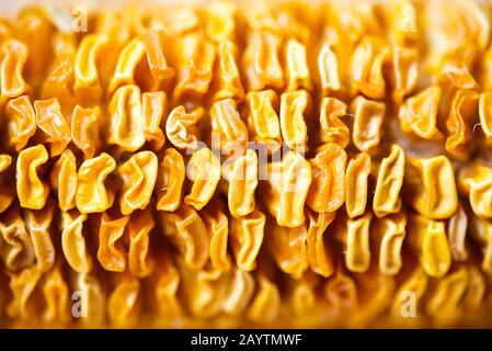 Close-up photo of shrivel dry corn cob Stock Photo