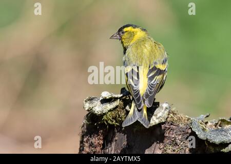 A male siskin, Carduelis spinus, is perched on an old tree stump showing its detailed wing feathers as it look left Stock Photo