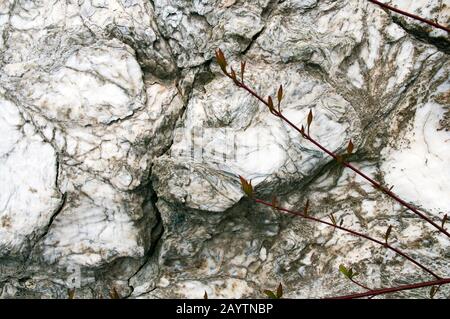 white marble stone and its beautiful structure for decoration of monuments and architectural constructions Stock Photo