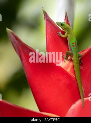 Close-up view of Gold dust day gecko (Phelsuma laticauda) sitting on a Heliconia Stock Photo