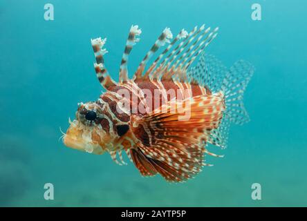 Close-up view of a juvenile Red Lionfish (Pterois volitans) Stock Photo