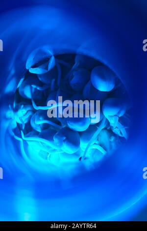 Background image of tiny sprouts in glass tube lit by blue light, bio laboratory experiment, copy space Stock Photo