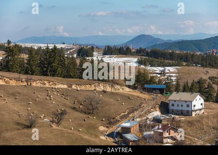 High in the Rhodope mountains, Bulgaria in small village sheeps grazing on field. Sheep provide wool, milk meat for local people Stock Photo