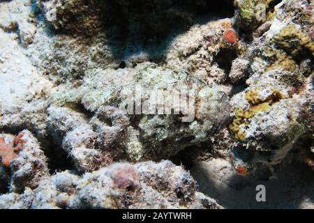 Dangerous Raggy scorpionfish (Scorpaenopsis venosa) camouflaged underwater in the indian ocean Stock Photo