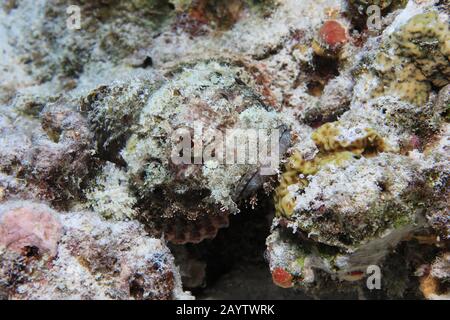 Dangerous Raggy scorpionfish (Scorpaenopsis venosa) camouflaged underwater in the indian ocean Stock Photo