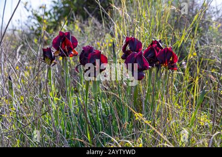 Purple wild iris flowers and buds in the grass in sun light Stock Photo