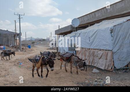 Hard working donkey in small Afar muslim village in Afar Triangle region. Road to Danakil depression. Ethiopia Stock Photo