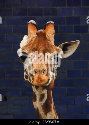 Rothschild's giraffe, Rothschild giraffe, Baringo Giraffe, Ugandan Giraffe (Giraffa camelopardalis rothschildi), portrait, Africa Stock Photo
