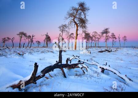 Scotch pine, Scots pine (Pinus sylvestris), dead trees after a fire in the moorland, Belgium, Ardennes, Noir Flohay, Hoge Venen Stock Photo