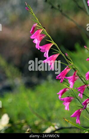 field gladiolus (Gladiolus italicus, Gladiolus segetum), inflorescence, Montenegro, Lake Skader National Park Stock Photo