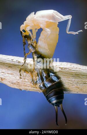 common earwig, European earwig (Forficula auricularia), hatching, skinning, Germany Stock Photo