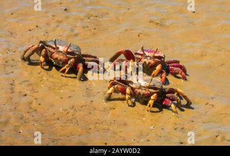 West African Fiddler Crab, European Fiddler Crab, Barrilete   (Afruca tangeri), in tidal flats of Marismas del Odiel, Spain, Andalusia, Huelva Stock Photo