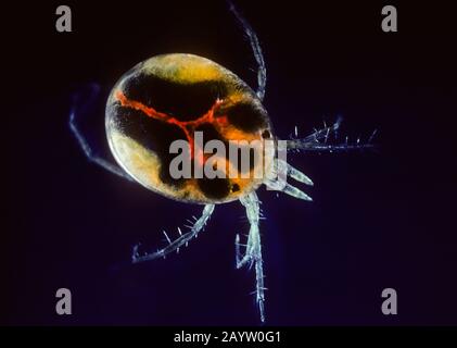 water mite, water mites (Hydracarina), swimming Stock Photo