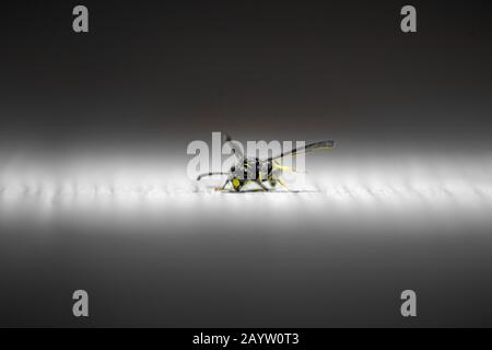 Bumble Bee resting on floor macro Stock Photo