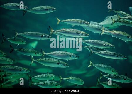 Atlantic mackerel, common mackerel (Scomber scombrus), shoal Stock Photo