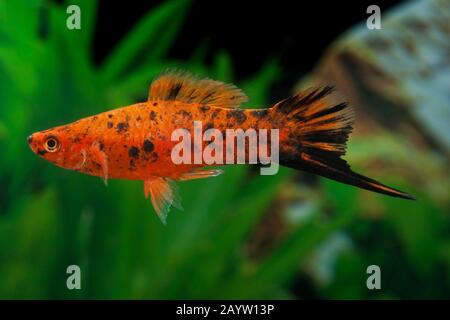 green swordtail (Xiphophorus helleri Berlin), breeding form Berlin Stock Photo