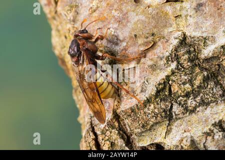 hornet-mimicking sawfly, Giant Willow Sawfly (Cimbex luteus, Cimbex lutea), Mimicry, looks like a hornet, Germany Stock Photo