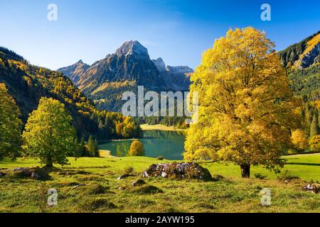 sycamore maple, great maple (Acer pseudoplatanus), lake Obersee and Bruennelistock in autumn, Switzerland, Glarner Alpen, Glarus Stock Photo