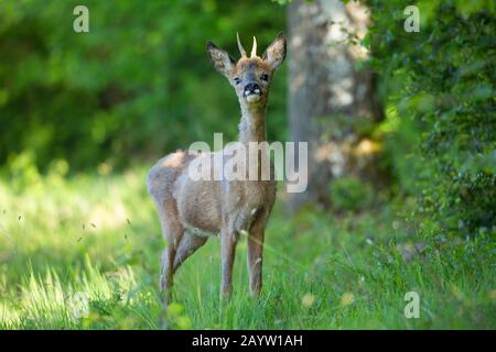 roe deer (Capreolus capreolus), young roe buck in a forest clearing, Belgium, Viroinvallei, Dourbes Stock Photo