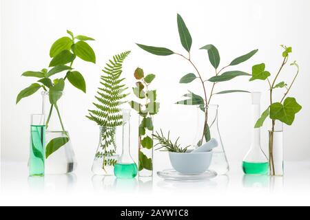 Cosmetic laboratory experiment and research with leaf, oil and ingredient. Extract for natural beauty and organic skincare product package,bio science Stock Photo